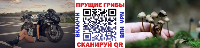 что такое   Муром  Галлюциногенные грибы MAGIC MUSHROOMS 